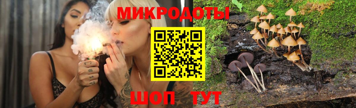 Галлюциногенные грибы Psilocybe Алейск